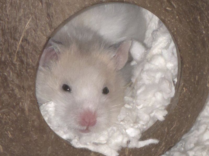 Guga peeking out of his coconut hideout